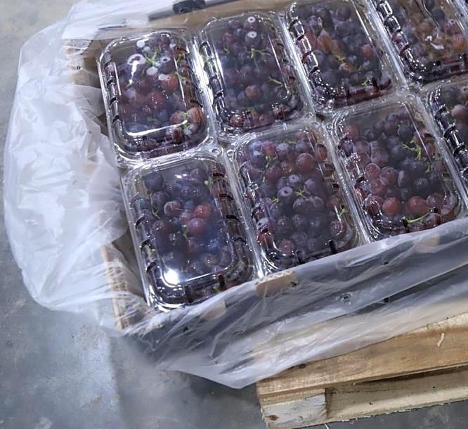 Fresh purple table grapes (2)