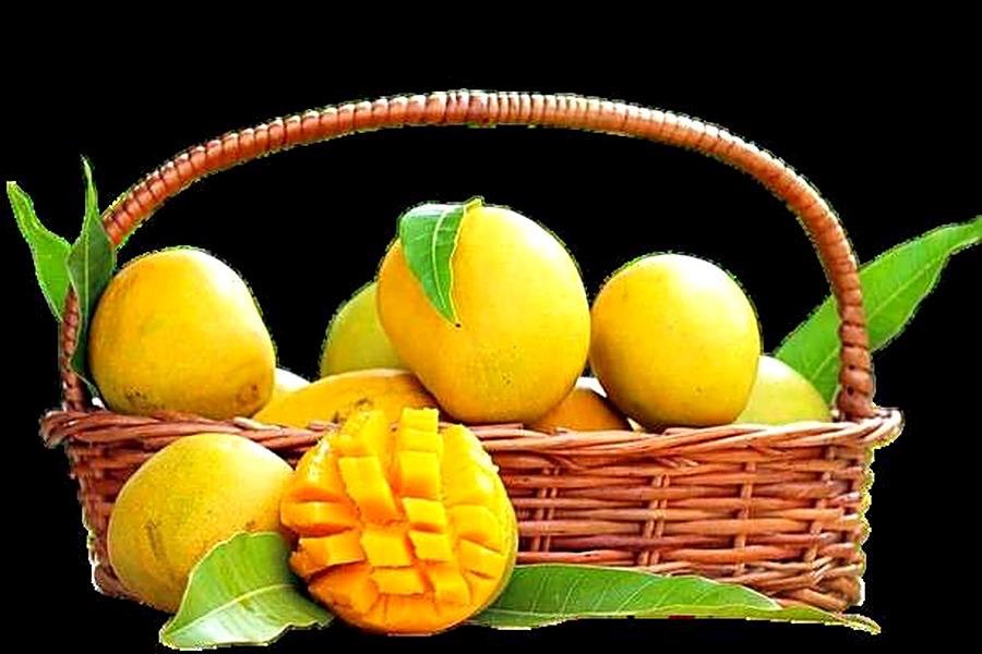 Ripe mangoes in a tray (1)